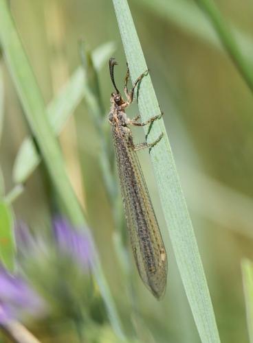 Réf. 222 407 : Creoleon lugdunensis
